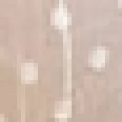 Cream Embroidered Polka Dot Short Sleeve Shirred Waist Top